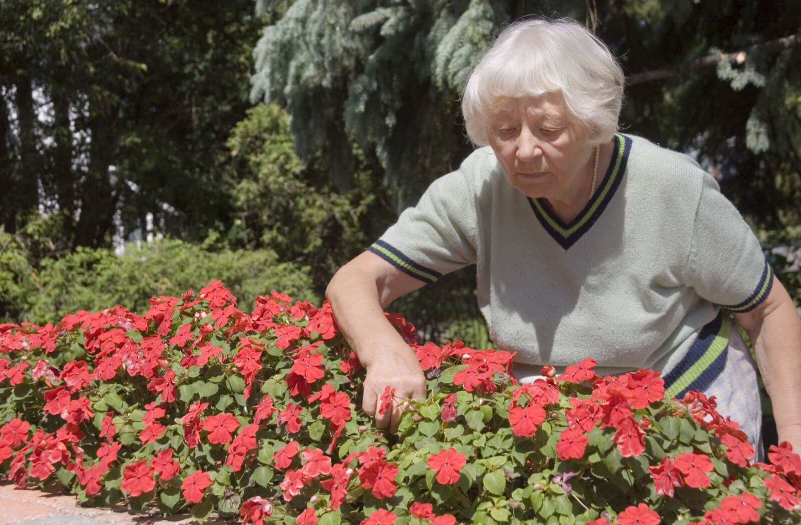 An older adult woman tending the flower garden of an independent living.