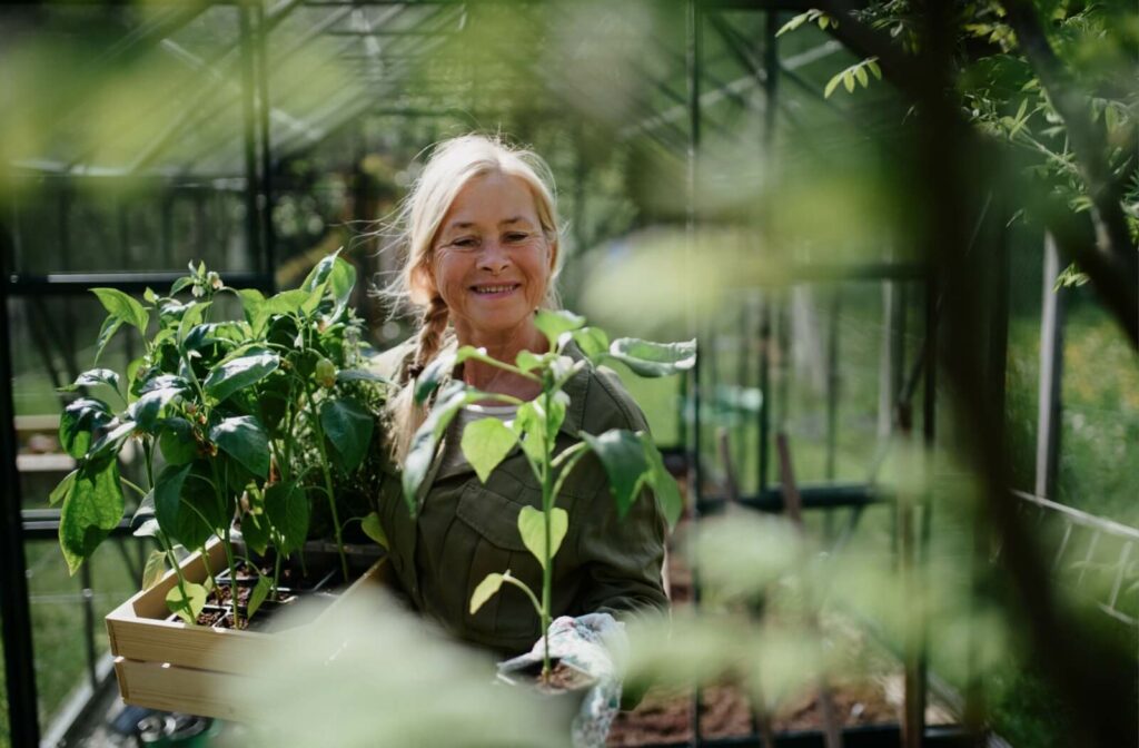 A smiling older adult carries trays of plants in a greenhouse.